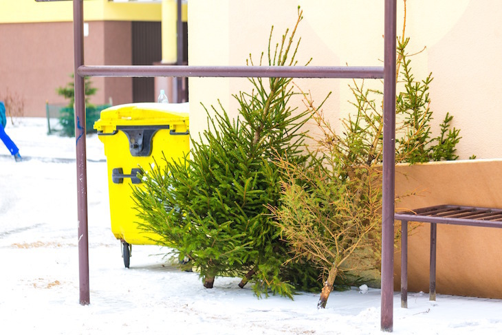 Christmas tree recycling